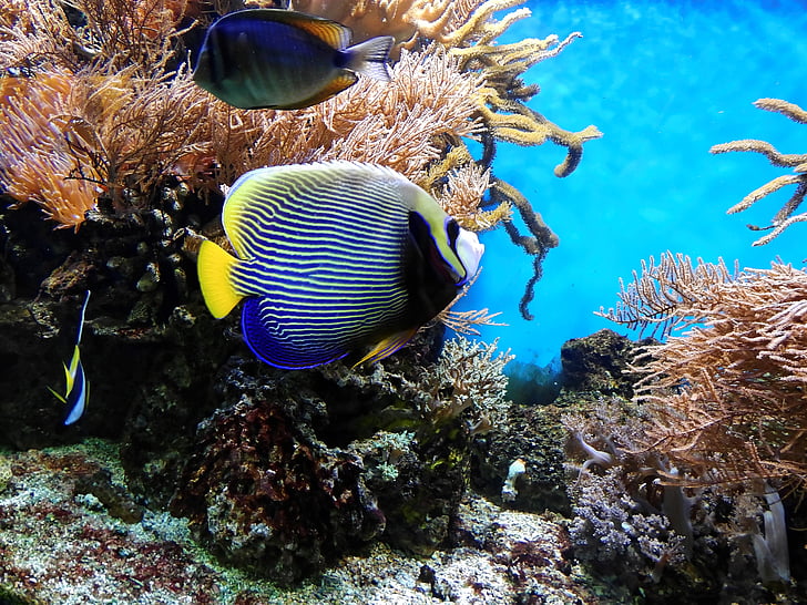 blue tang beside corals