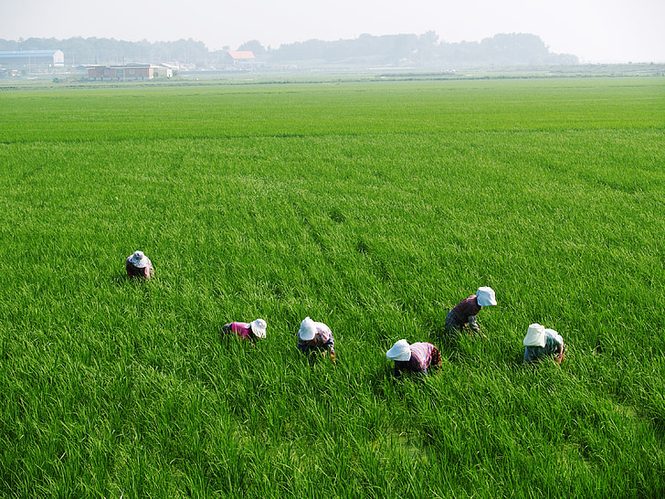 people in the middle of green rice field