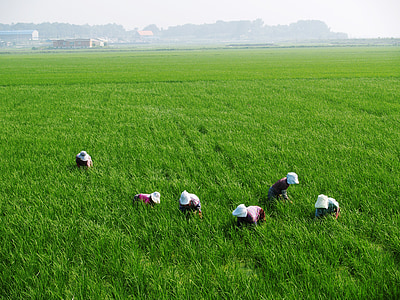 people in the middle of green rice field