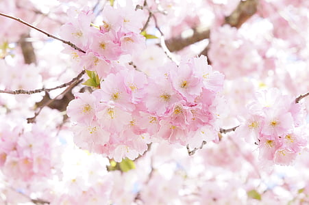 selective focus of pink cherry blossom flowers