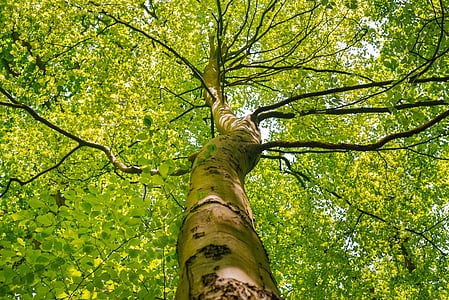 low angle photo of brown tree