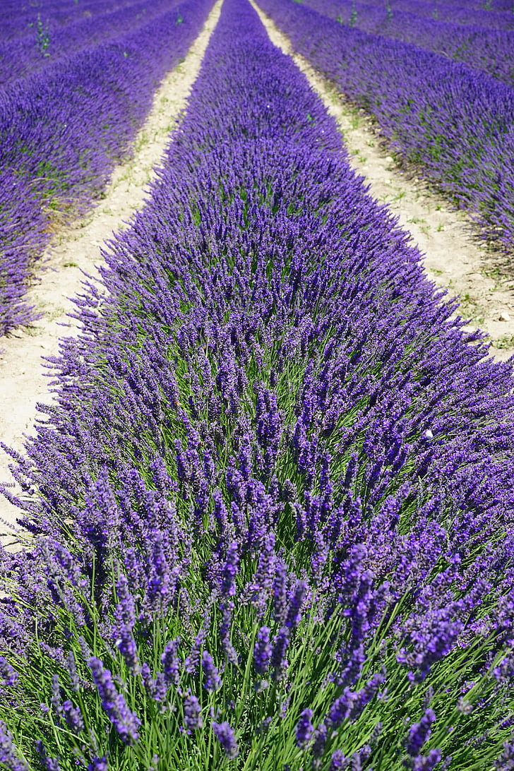 purple lavander flower field