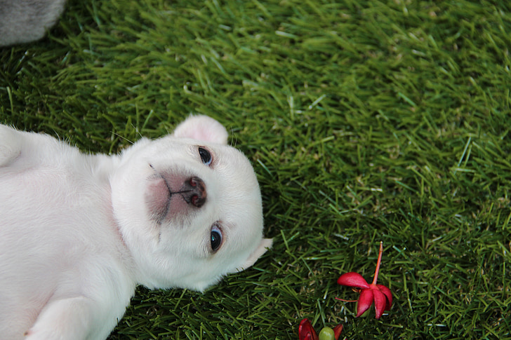 white puppy lying on grass beside a red petaled flower