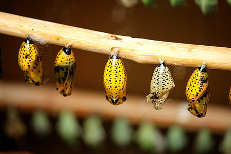 five butterfly cocoons