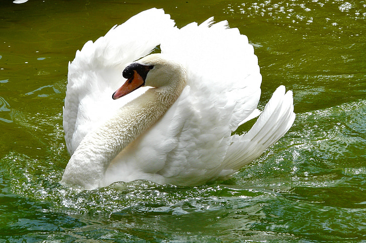 swan on body of water