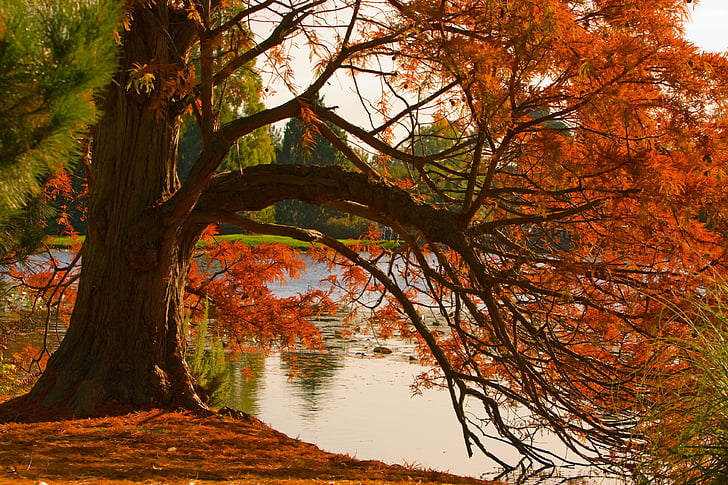 orange leaf tree near the body of water during daytime