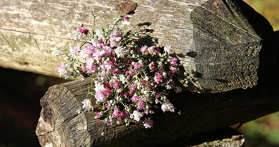 pink flower bouquet on top of brown tree log