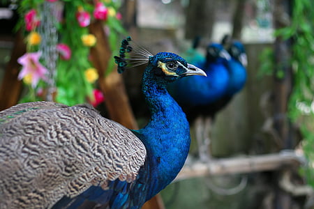 selective focus photography of peacock