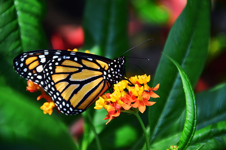 monarch butterfly perched on yellow petaled flower in closeup photography