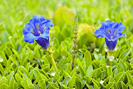 two blue flowers on green grass field