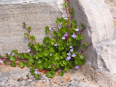 purple flowers on green plant