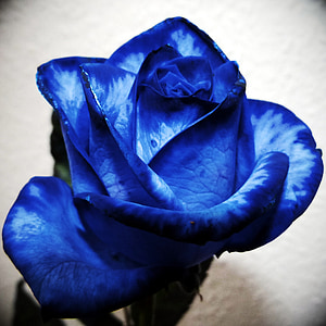 macro photography of blue and white fower