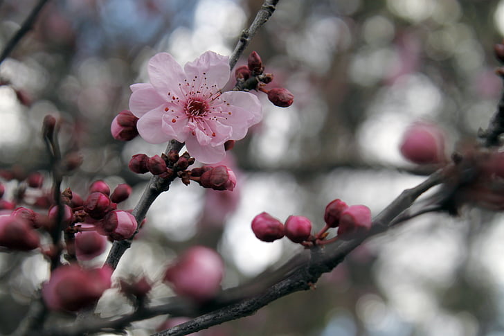 selective photo of pink cherry blossom
