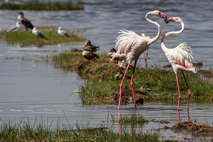two white-and-pink flamingoes
