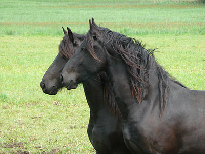 two black horses on green grass at daytime
