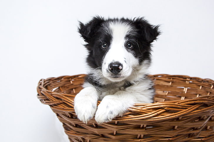 short-coated white and black puppy inside brown wicker basket