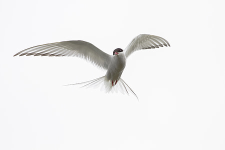 flying white bird