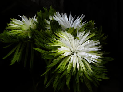 white-and-green petaled flower