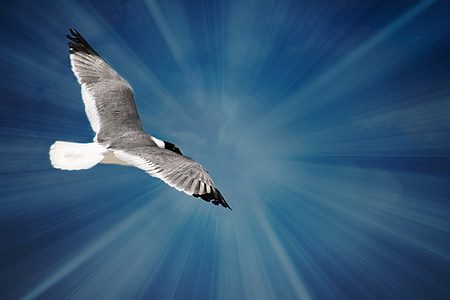 gray and white bird flying under blue sky during daytime