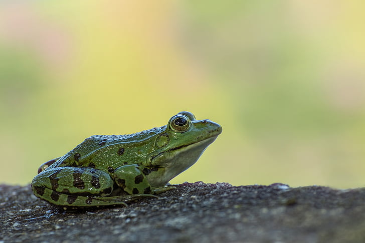 green and black frog closeup photography