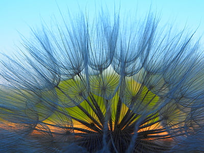 selective-focus photography of dandelions
