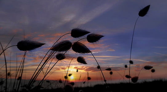 silhouette photography of plants under sunset