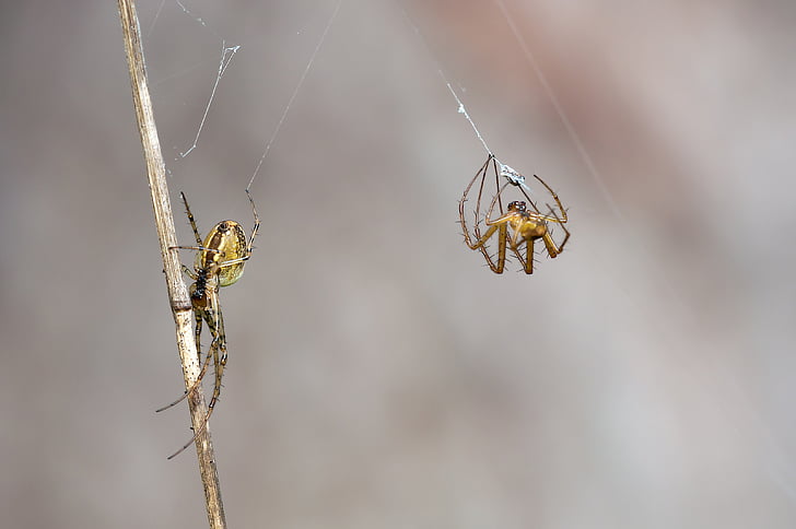 macro photography of two spiders making webs