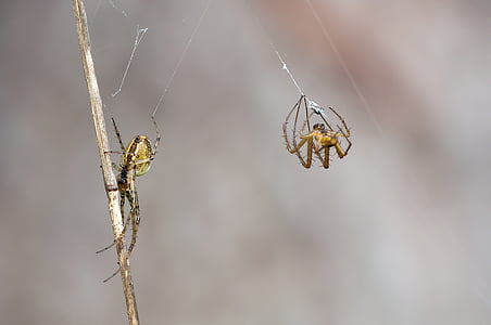macro photography of two spiders making webs