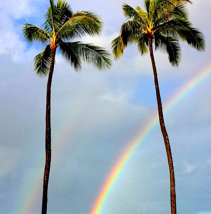 two coconut trees with rainbow