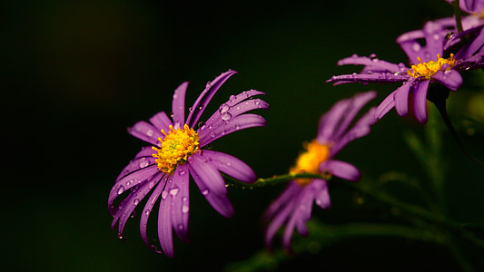 water dews on purple daisy flowers