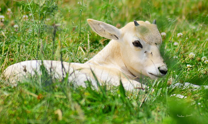 white and beige cattle on green grass field