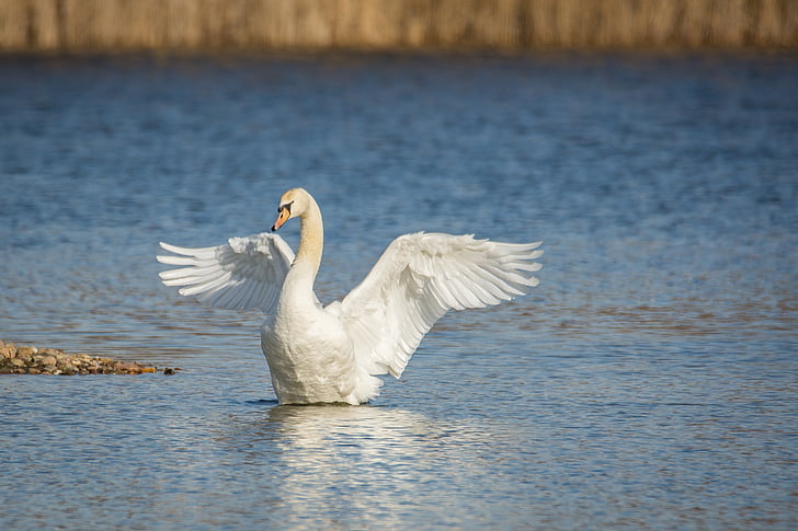 white duck on body of water photography