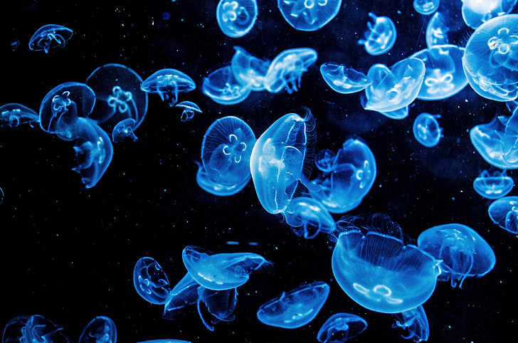 school of blue jelly fishes