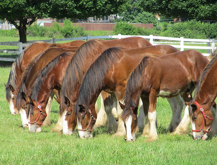 seven brown horses eating grass