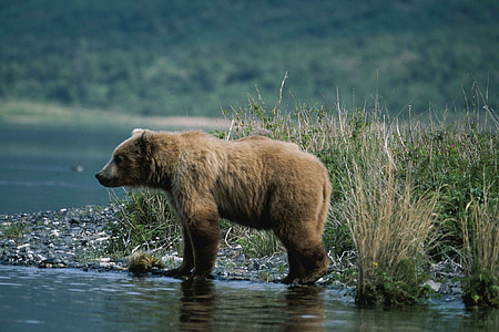 brown bear on body of water