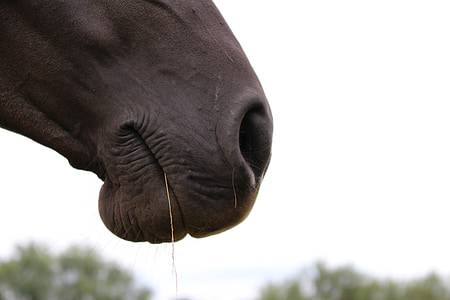 close up photography of horse