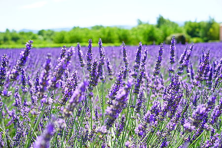 purple lavender flower field