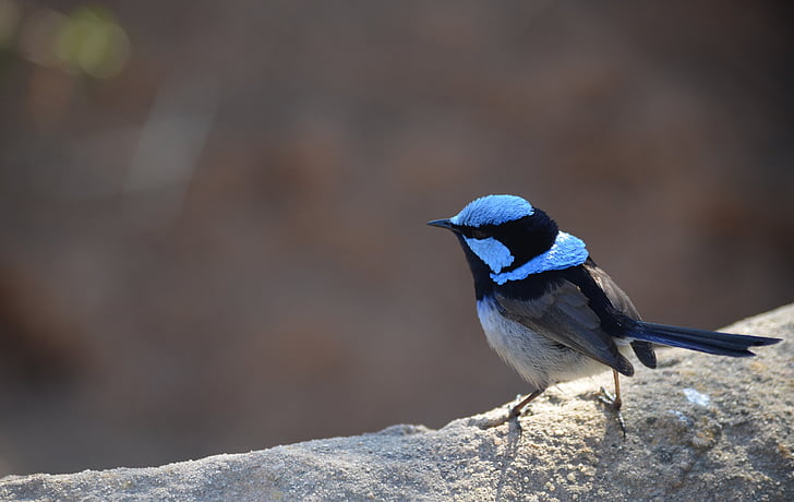 selective focus of black and blue bird