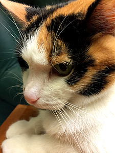 close up photo of calico cat