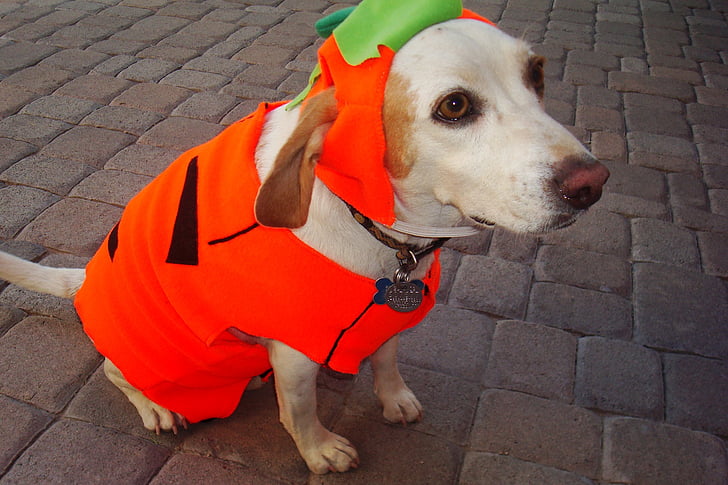 yellow Labrador retriever wearing peterpan costume
