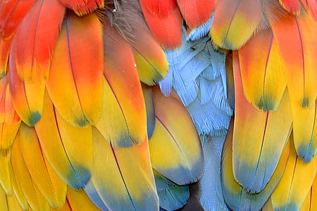 yellow, blue, and red bird feather close up photo