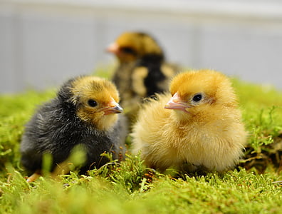 selective focus photography of yellow and black-and-yellow chicks