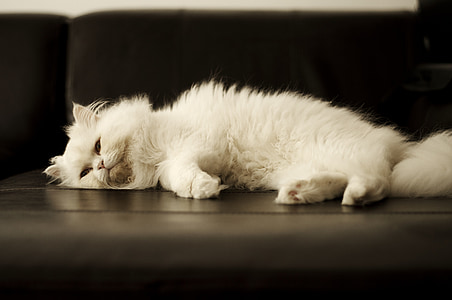 white Persian cat lying