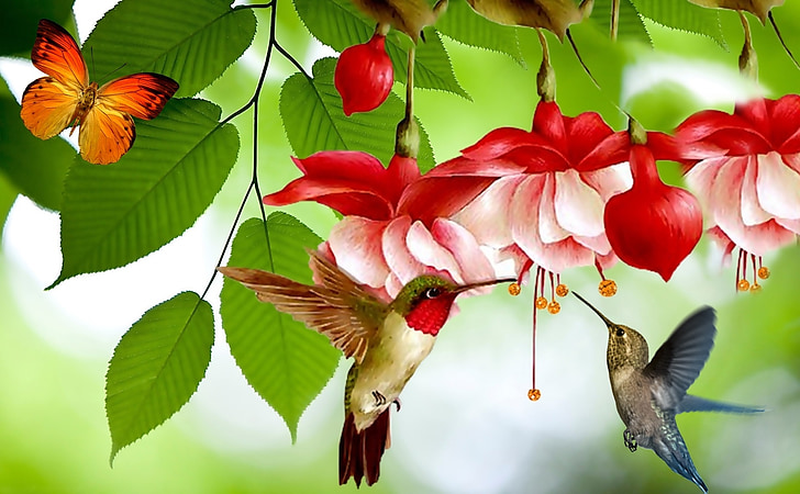 two assorted-color hummingbirds flying near red and white flowers