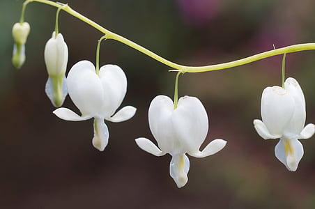 closeup photo of white bleeding heart flowers