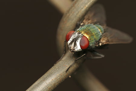 selective focus photo of green and gray fly perching on brown wire