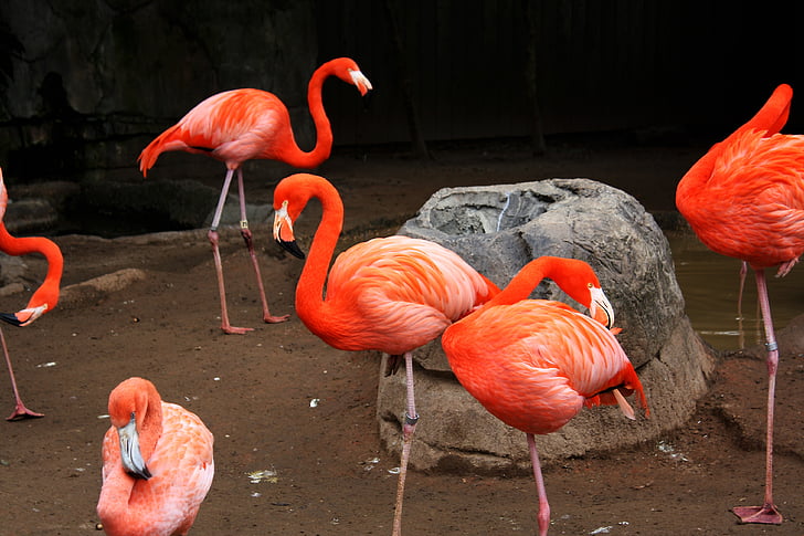 flock of pink flamingo birds standing near rock