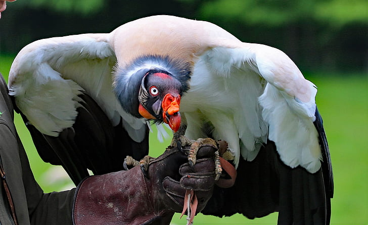 white and black vulture perch on human hand