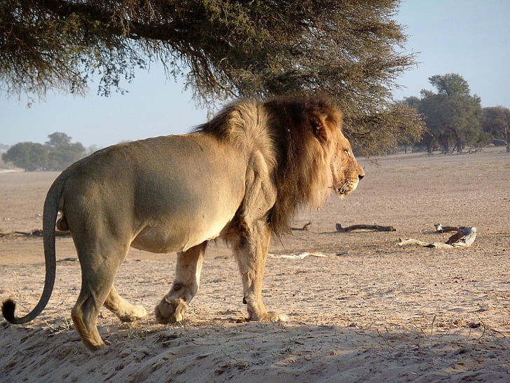 lion walking on desert near tree