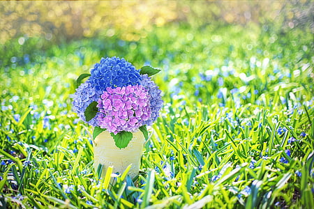 blue and purple hydrangea flowers in white vase on green grasses